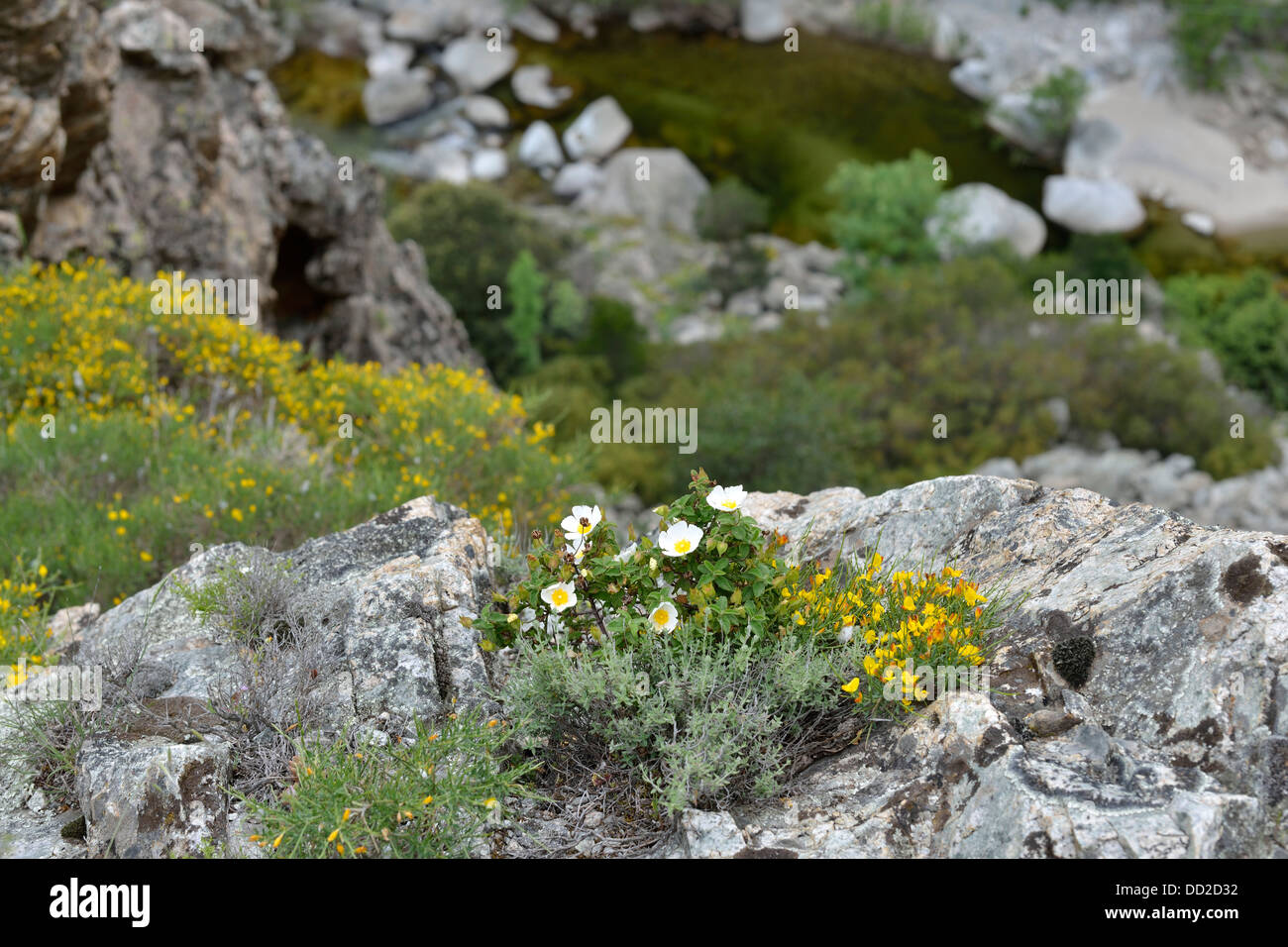 Paesaggio di montagna lungo la Scala di Santa Regina road, Niolo Valley, centrale Monti, Corsica, Francia Foto Stock