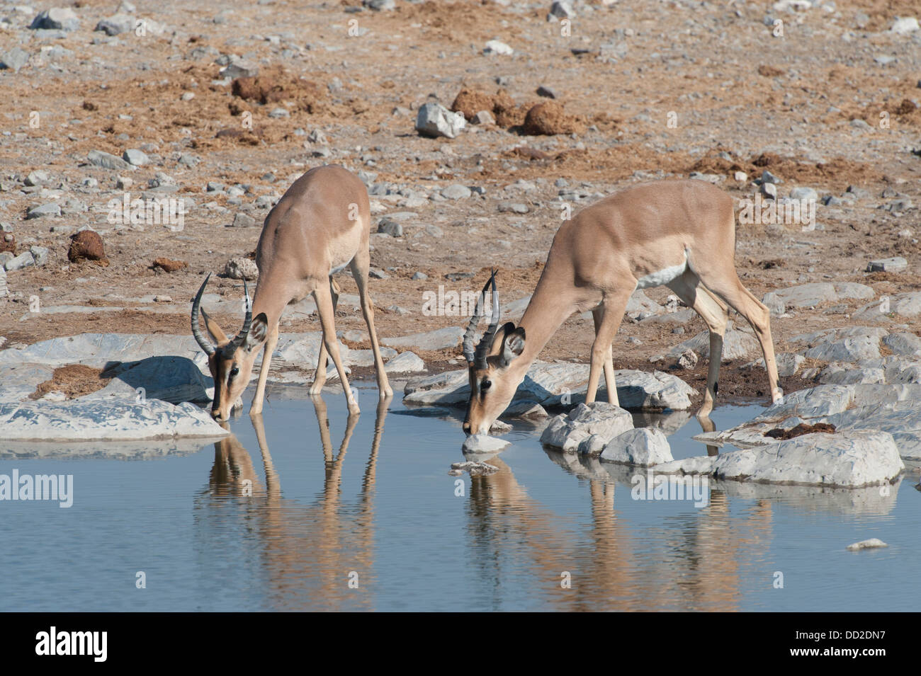 Due maschi giovani Impala (Aepyceros melampus) e bere a Halali waterhole in Etosha Nationalpark, Namibia Foto Stock