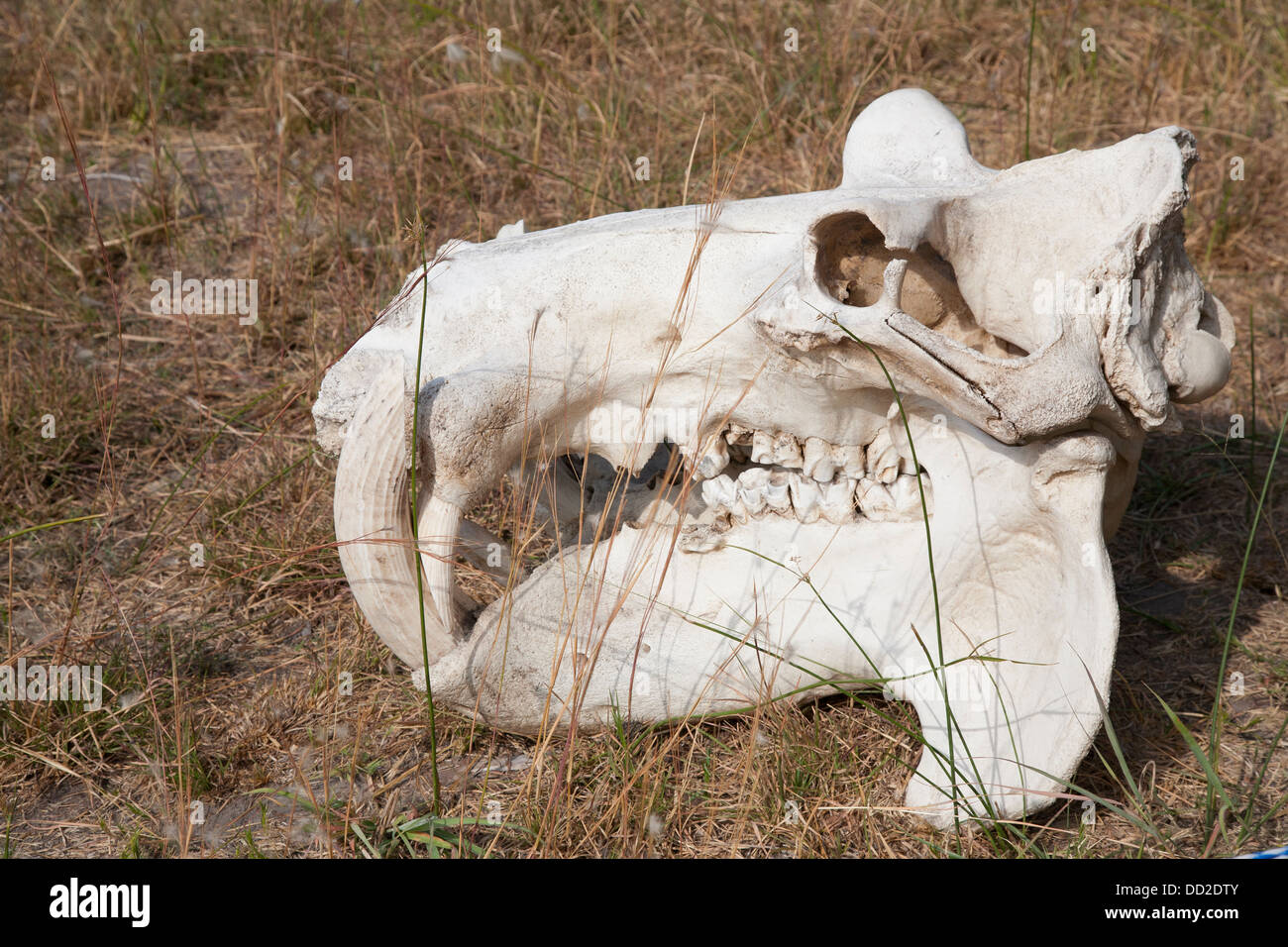 Ippopotamo di cranio Foto Stock