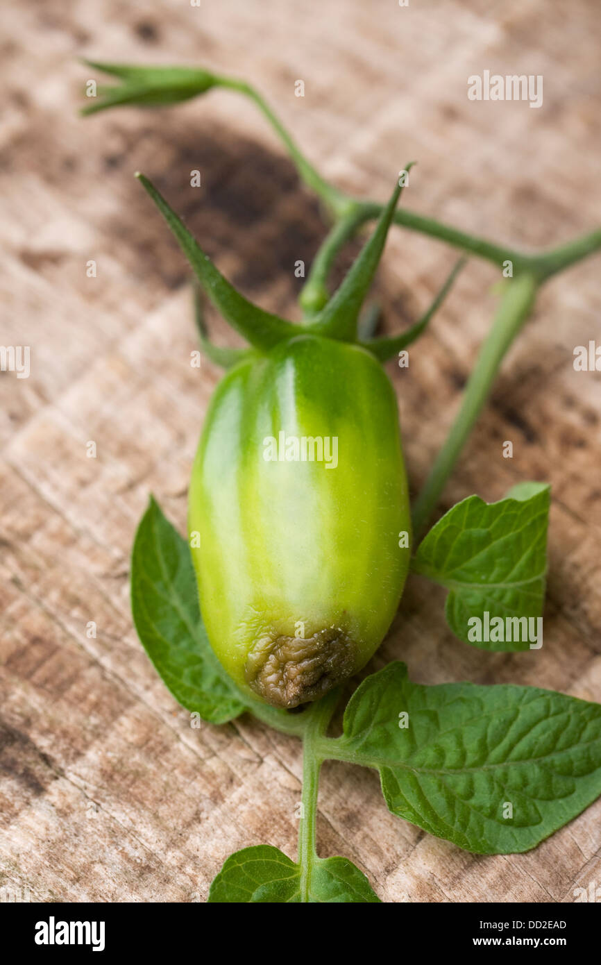 Lycopersicon esculentum. Pomodoro il pomodoro che mostra segni di blossom end rot in via di sviluppo, in una pentola pianta coltivata. Foto Stock