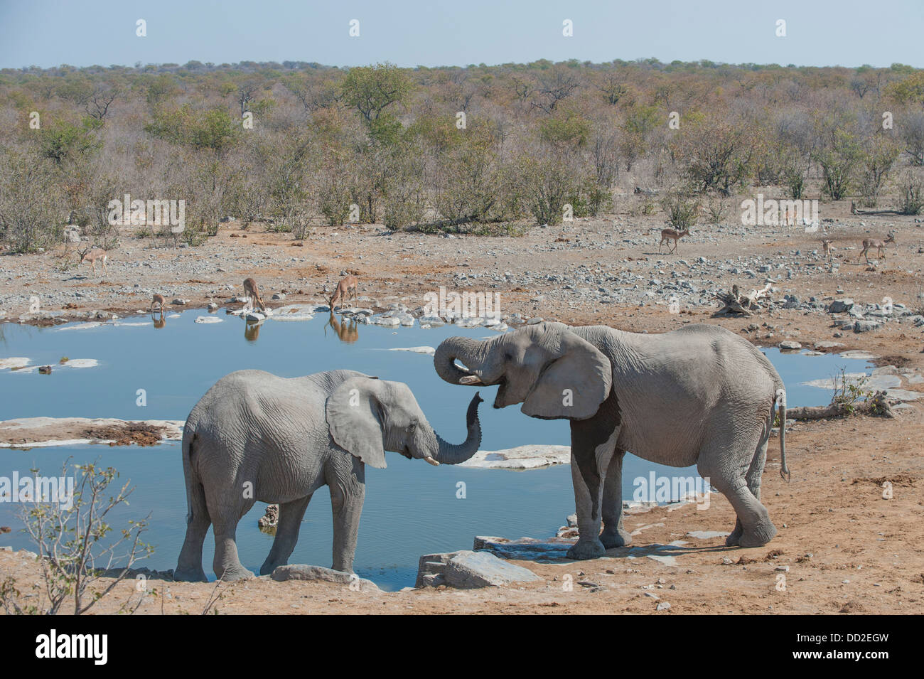 Due elefanti (Loxodonta africana) e tre maggiore Kudu (Tragelaphus strepsiceros) bere a Halali waterhole, Etosha Nazione Foto Stock