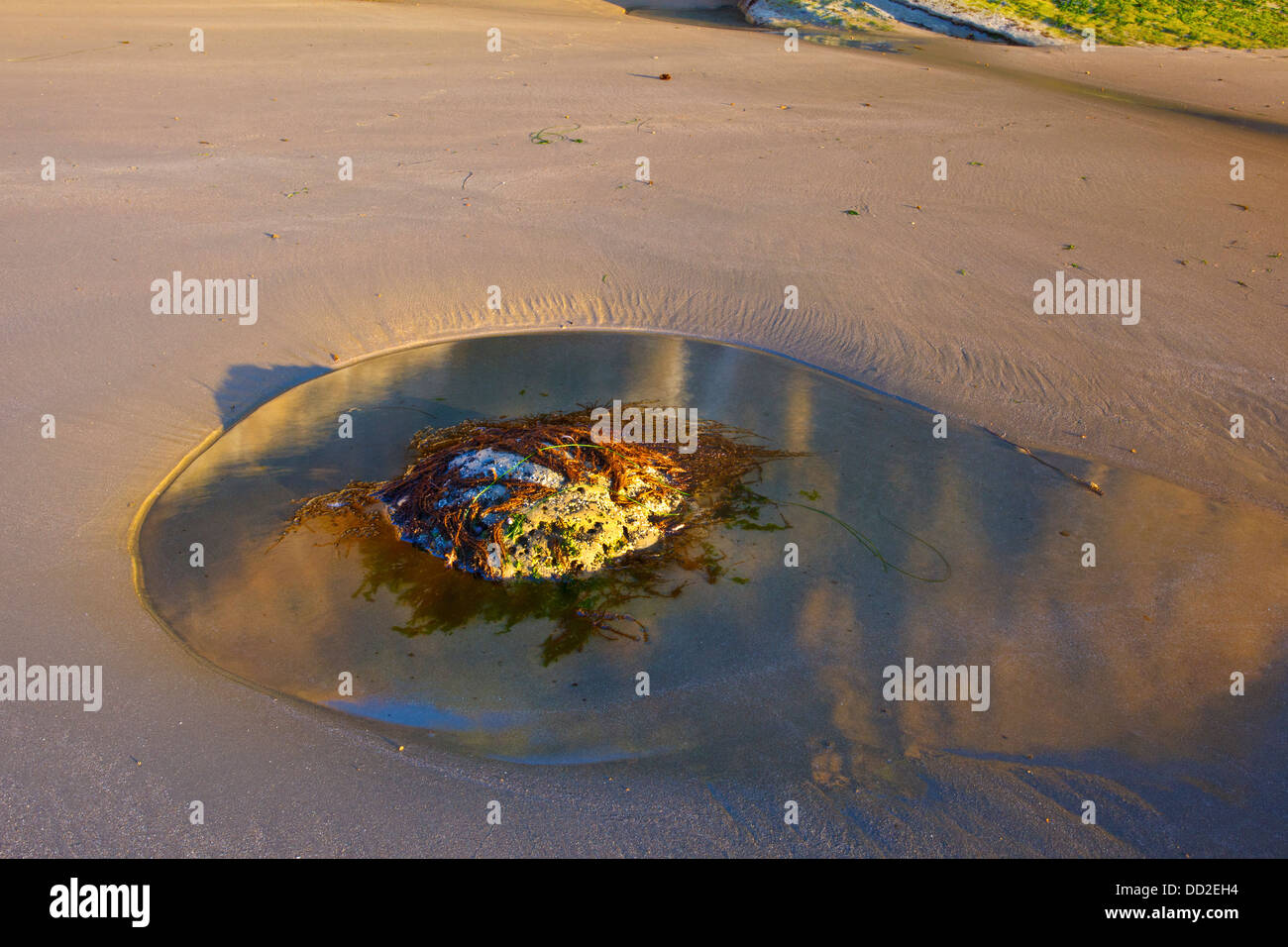 Una roccia con alghe marine seduta in una pozza d'acqua nella sabbia; Oregon, Stati Uniti d'America Foto Stock