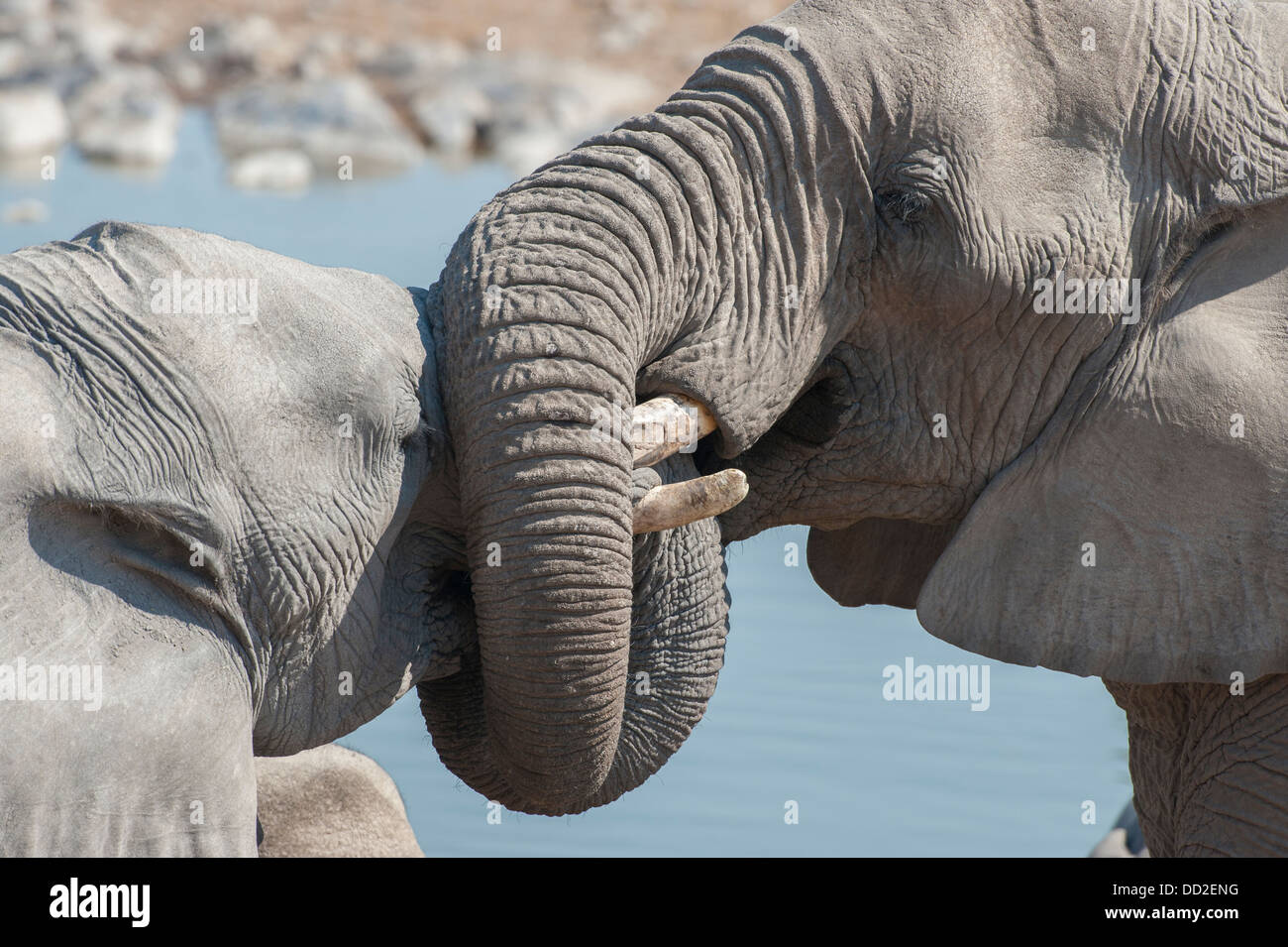 Ritratto di due elefante africano (Loxodonta africana) socializzare i trunk di torsione a Halali waterhole, Etosha Nationalpark, Namibia Foto Stock