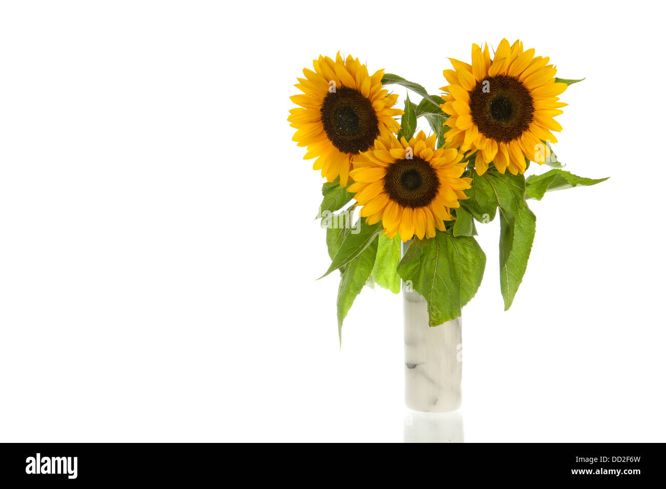 Tre campi di girasoli, alias Helianthus annuus, in marmo grigio di vaso e isolato in bianco Foto Stock