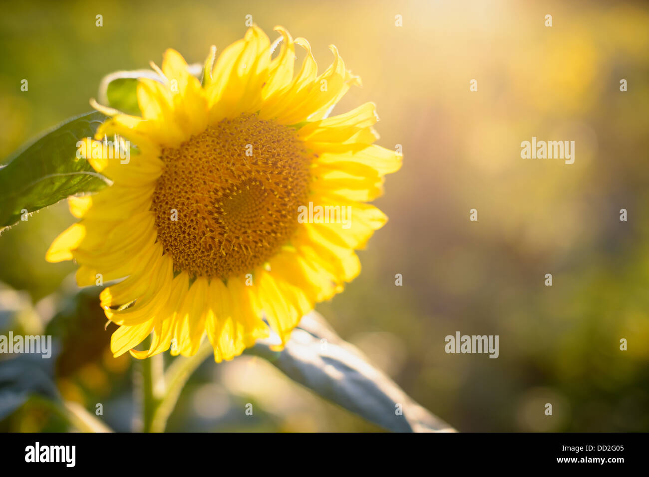 Il tardo pomeriggio di sole estivo fornisce una luce calda ad un grande girasole. Foto Stock