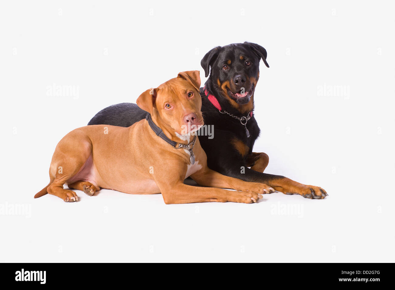 Un Pitbull e un Rotweiller su una bianca di sfondo per studio; St. Albert, Alberta, Canada Foto Stock