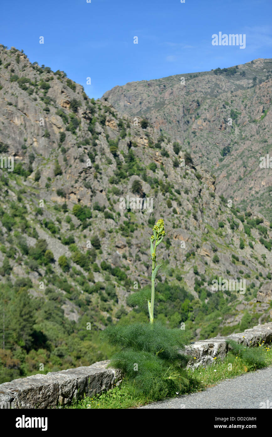 Paesaggio di montagna lungo la Scala di Santa Regina road, Niolo Valley, centrale Monti, Corsica, Francia Foto Stock
