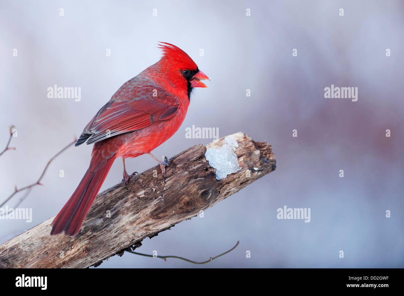 Il cardinale Nord in inverno impostazione Foto Stock