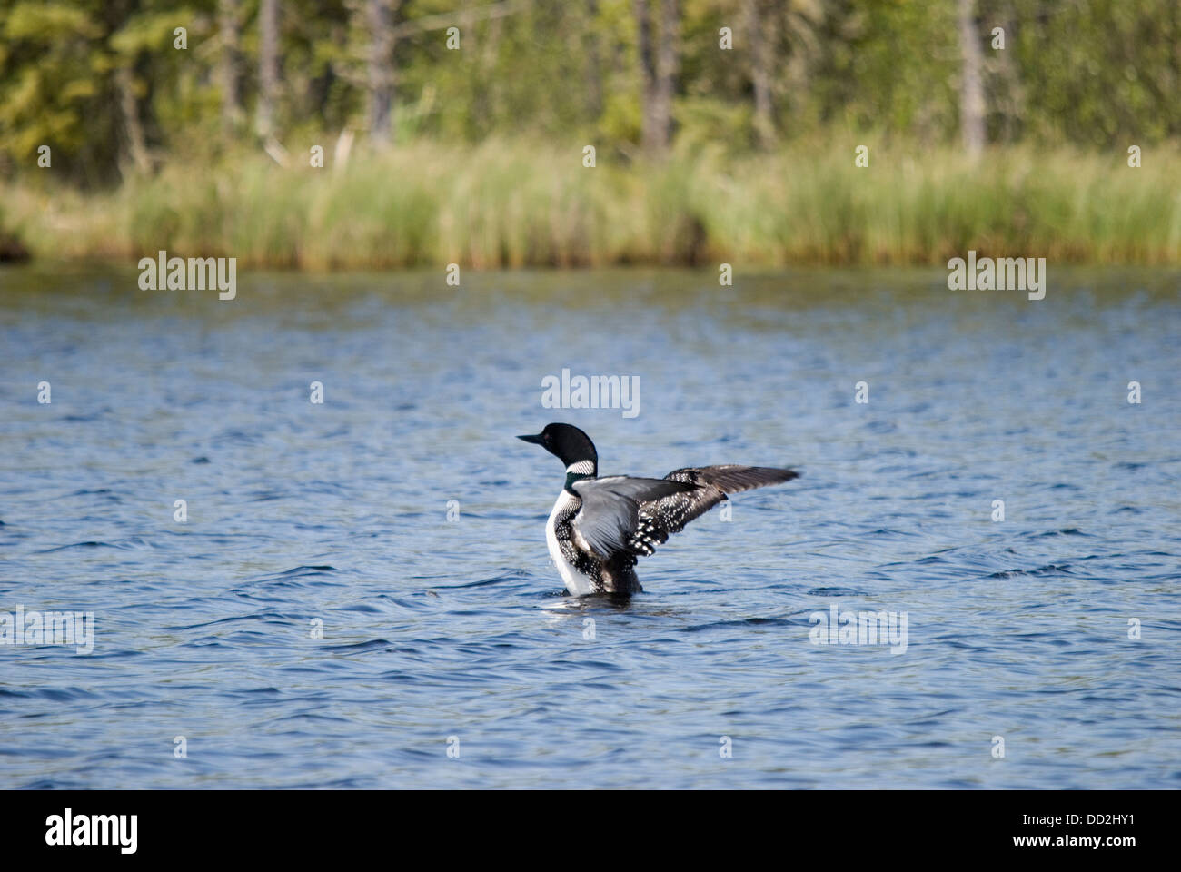 Loon (Gavia Immer) spalmatura è ali come si atterra in acqua; Saskatchewan, Canada Foto Stock