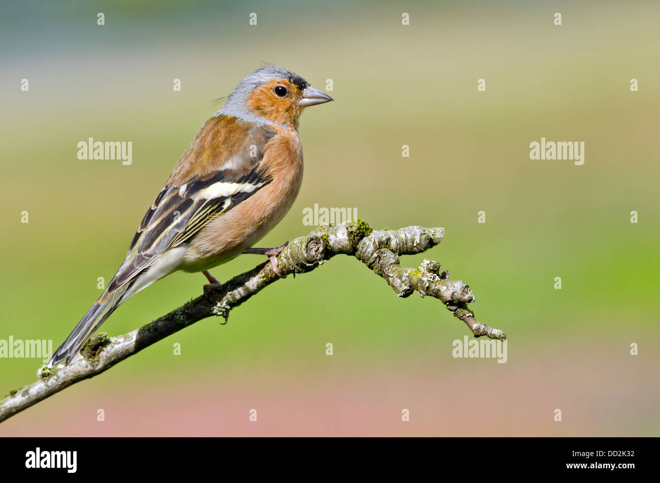 Fringuello Foto Stock