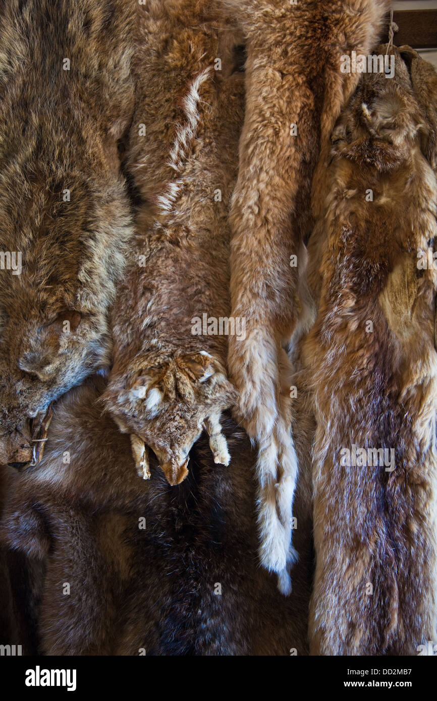 Campioni di varie, pelliccia Pellicce utilizzati per il commercio a Fort Langley, British Columbia, Canada Foto Stock