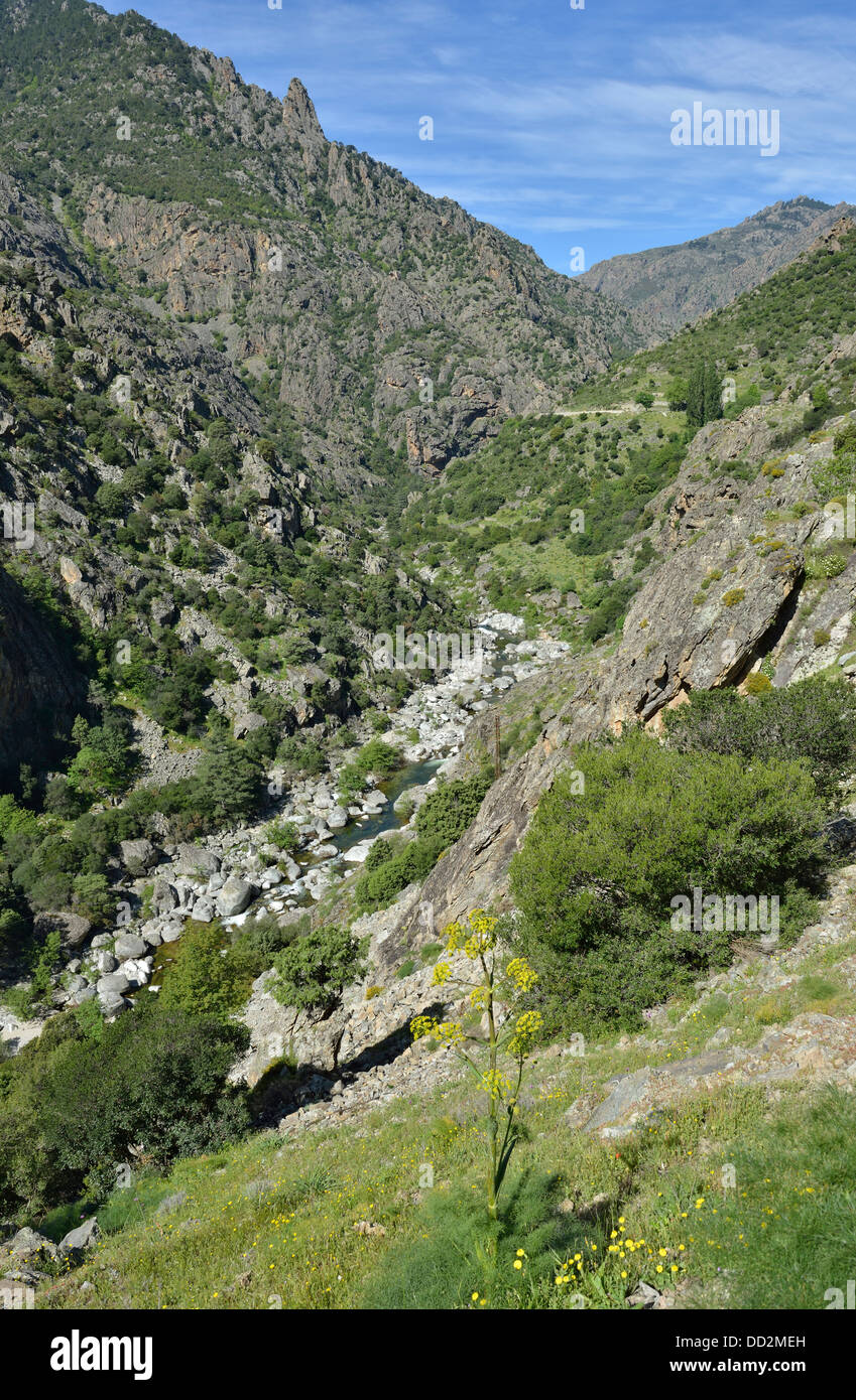 Paesaggio di montagna lungo la Scala di Santa Regina road, Niolo Valley, centrale Monti, Corsica, Francia Foto Stock