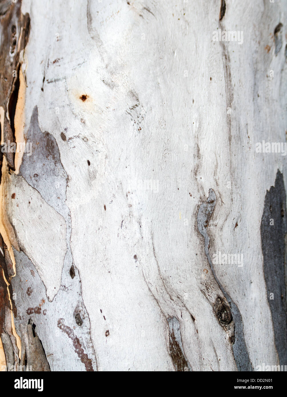 Bianco pallido eucalipto corteccia di un australiano Paperbark Eucalipto rendendo un interessante sfondo a trama. Foto Stock