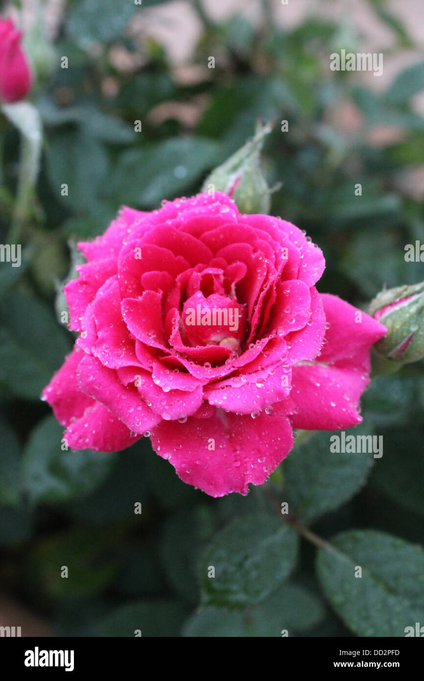 Rosa e Rosso velluto rosa dopo la nebbia Foto Stock