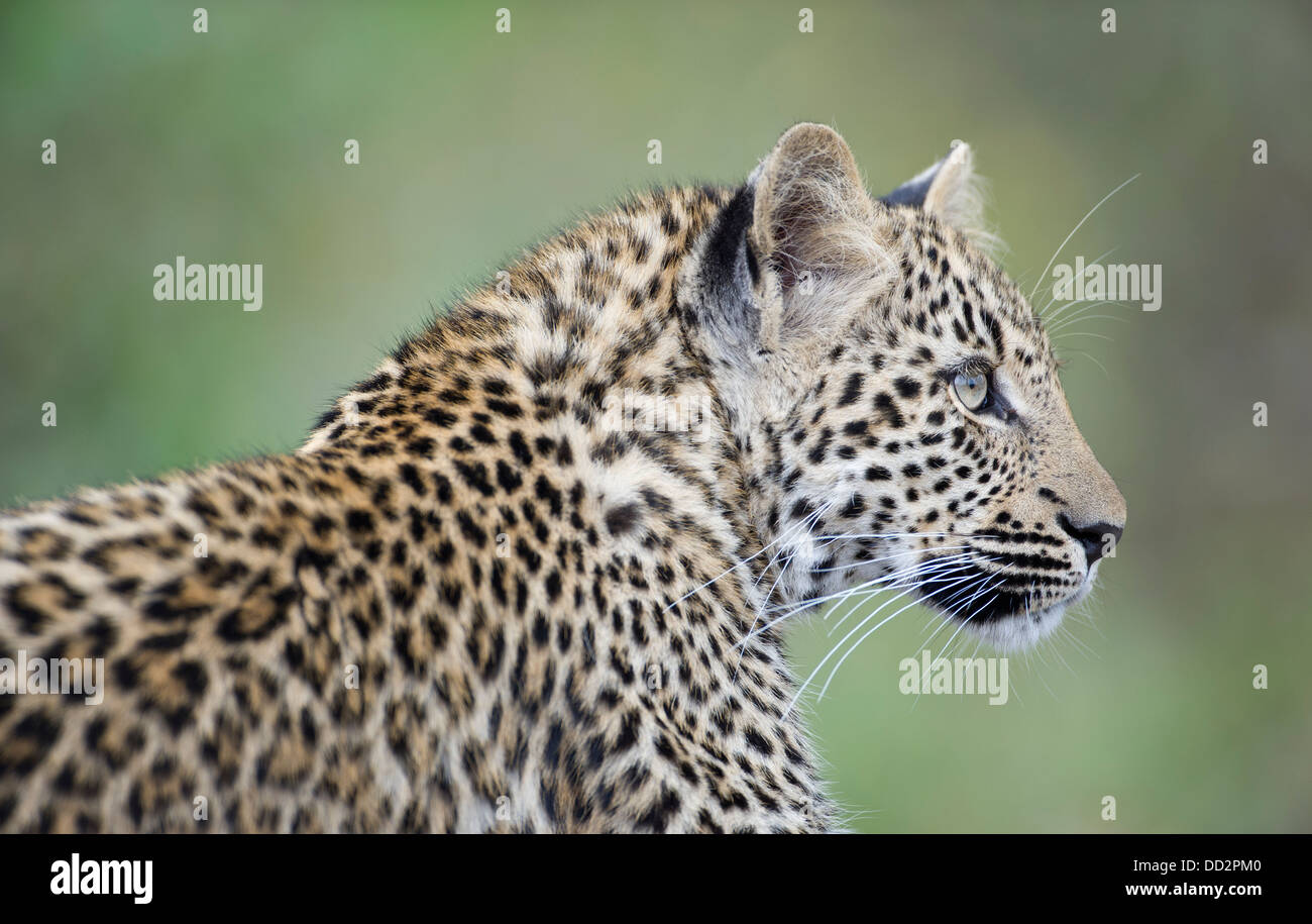 Profilo del giovane leopard, ritratto in condizioni di luce diurna Foto Stock