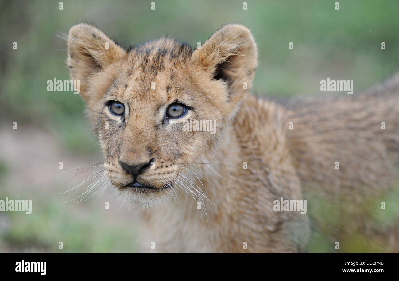 Lion cub ritratto Foto Stock