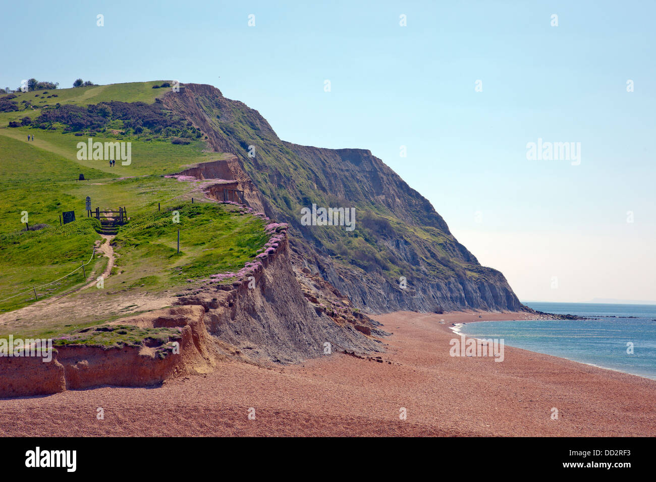 Guardando ad est dalla spiaggia Seatown verso Oriente Ebb punto sul SW sentiero costiero, Dorset, England, Regno Unito Foto Stock