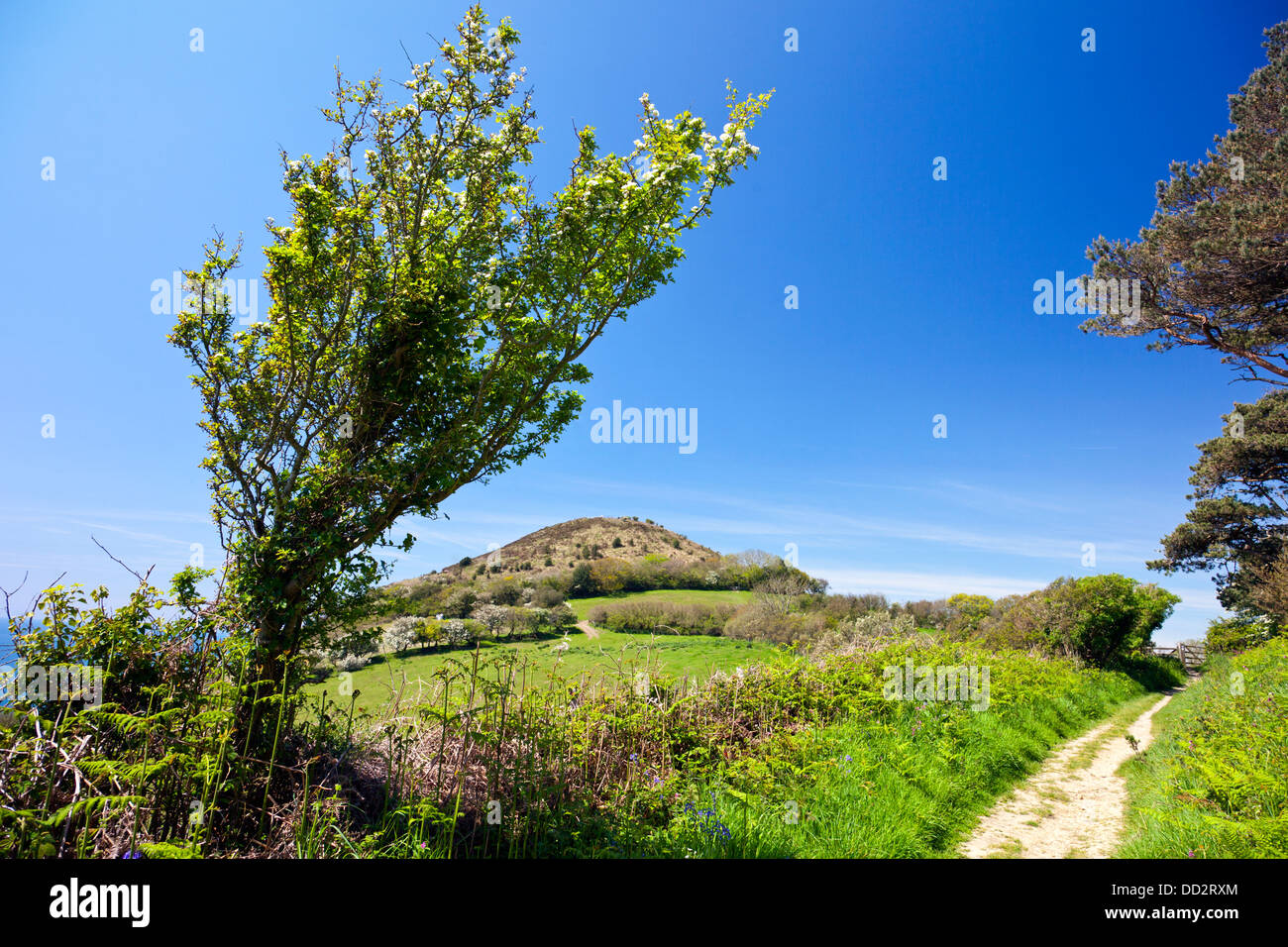 Un 'green lane' facente parte del SW Sentiero costiero di seguito Golden Cap vicino Seatown nel Dorset, England, Regno Unito Foto Stock