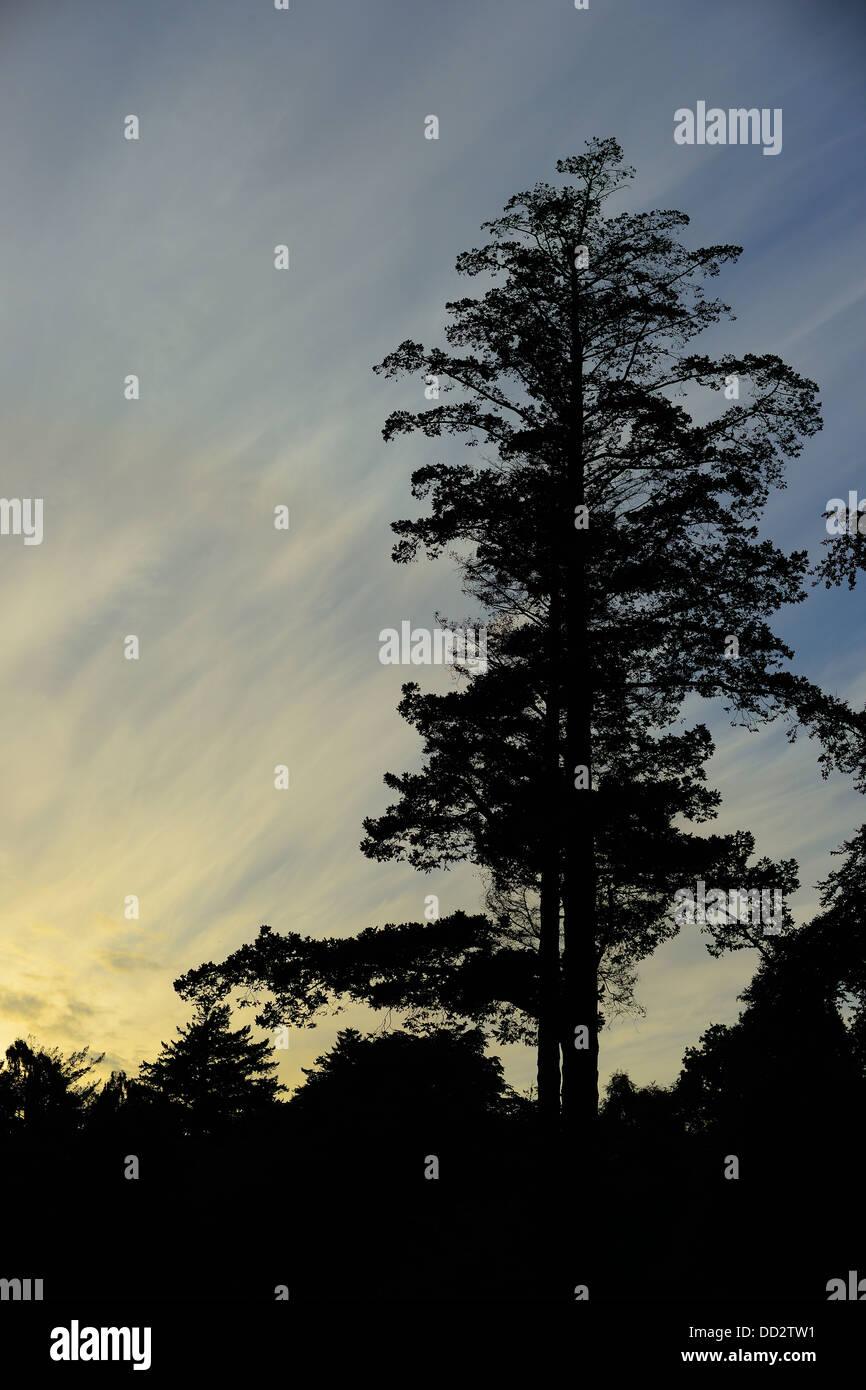 Il cielo della sera interrotto dalla silhouette di un albero Foto Stock