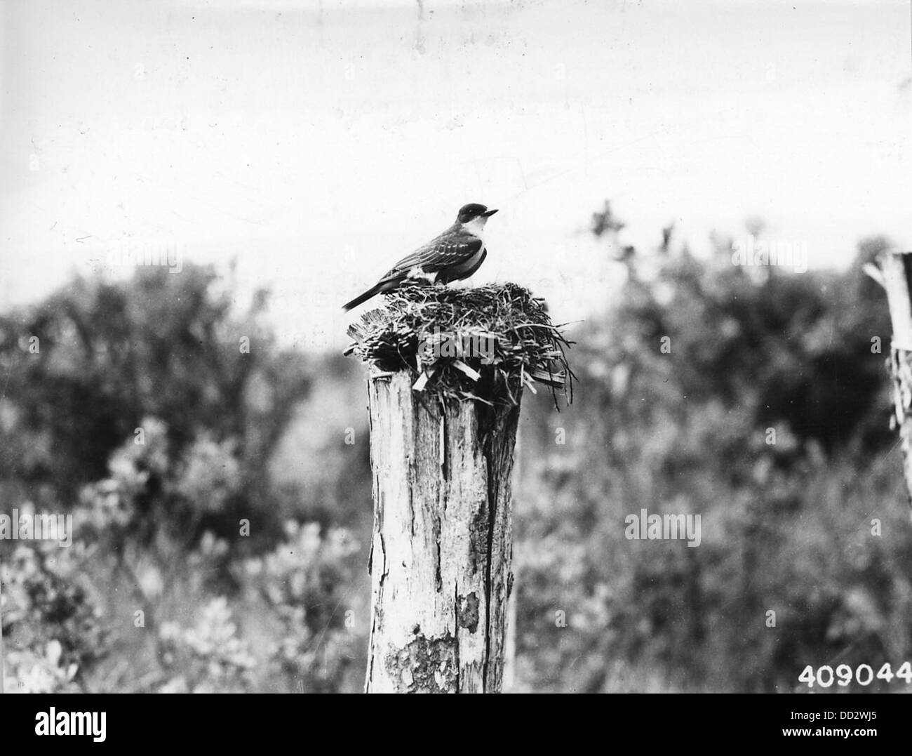 Un Kingbird è visto nidificare, mostrando il suo comportamento naturale durante la stagione riproduttiva. L'immagine cattura una specie di uccelli comune nel suo habitat naturale. Foto Stock