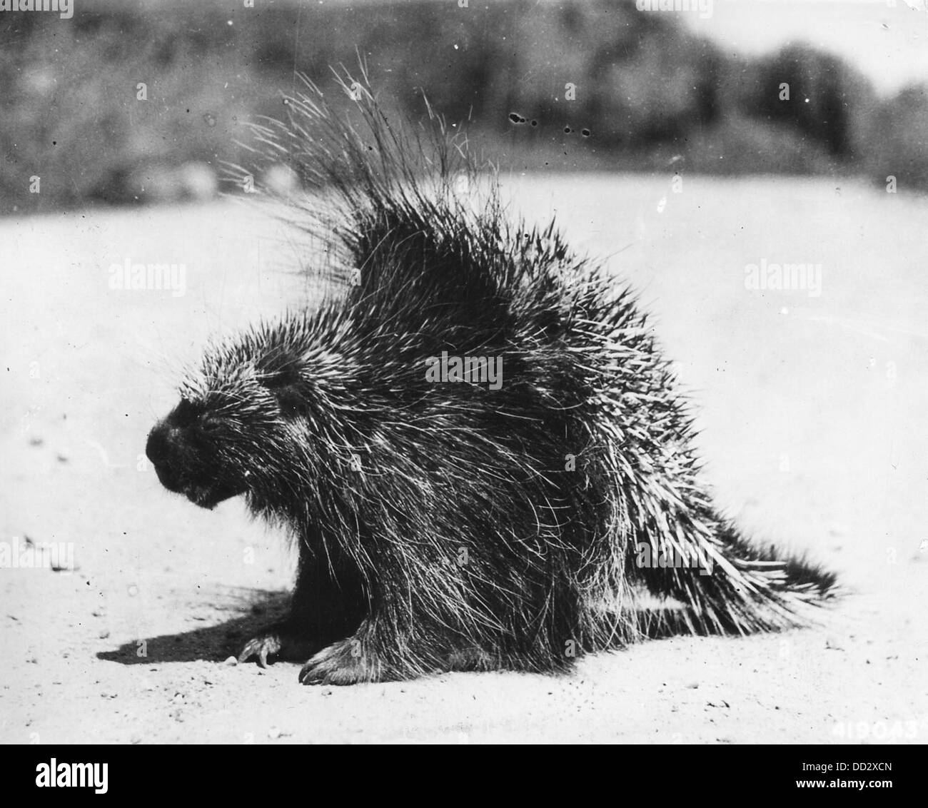 Una fotografia di un porcospino, un mammifero notturno noto per i suoi gusci. L'immagine cattura le caratteristiche fisiche uniche del porcospino e fornisce informazioni sul comportamento e l'habitat dell'animale. Foto Stock