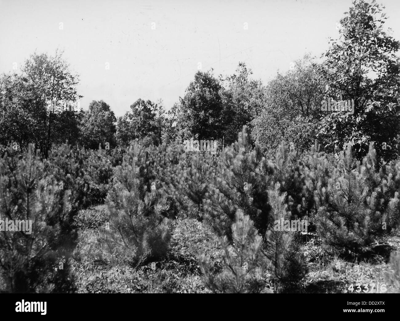 Nell'autunno del 1937, gli alberi di pino rosso sono stati piantati in zone scalpellate, uno sforzo di rimboschimento volto a ripristinare i terreni colpiti dalla deforestazione e dall'erosione del suolo. Foto Stock