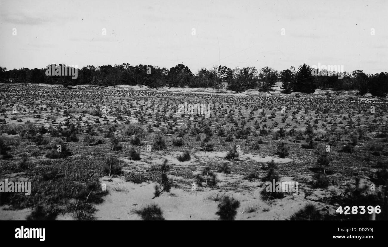 L'immagine raffigura alberi di pino scozzese piantati in un'area precedentemente colpita dall'erosione del suolo, spesso definita "area di soffiaggio". L'impianto fa parte di uno sforzo di ripristino volto a combattere il degrado ambientale e a promuovere il rimboschimento. Foto Stock