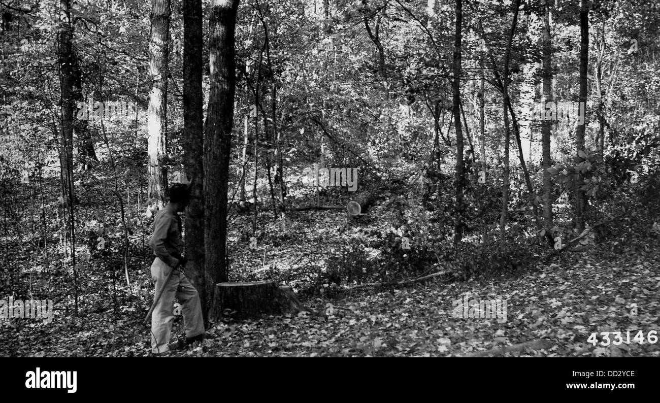 Viene mostrato un pioppo tulipano tagliato in modo selettivo, che è una tecnica forestale utilizzata per gestire le risorse di legname preservando al contempo la salute generale della foresta. Foto Stock