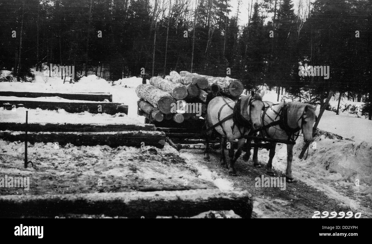Una slitta che trasporta un carico di tronchi entra in Rollway, un metodo tradizionale di trasporto del legname in inverno. Questo modo di trasporto era comune nelle regioni con forti nevicate e foreste, garantendo che il legname raggiungesse la sua destinazione durante i mesi invernali. Foto Stock
