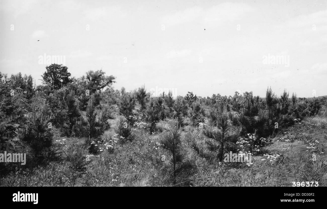 Tre anni di Pino Shortleaf Plantation - - 2128658 Foto Stock