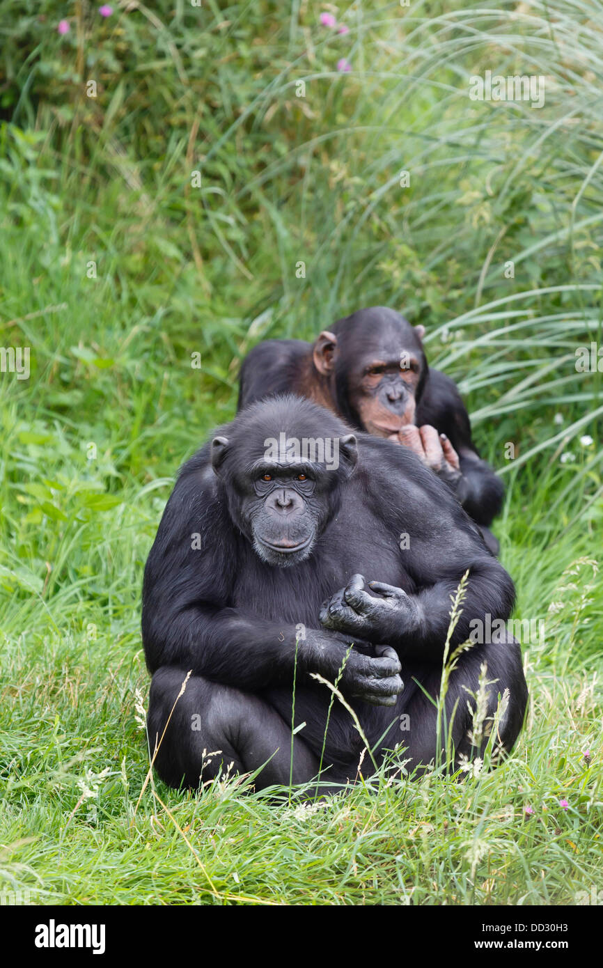 Due scimpanzé o scimpanzé seduta in erba verde. Uno scimpanzé di guardare direttamente la fotocamera Foto Stock