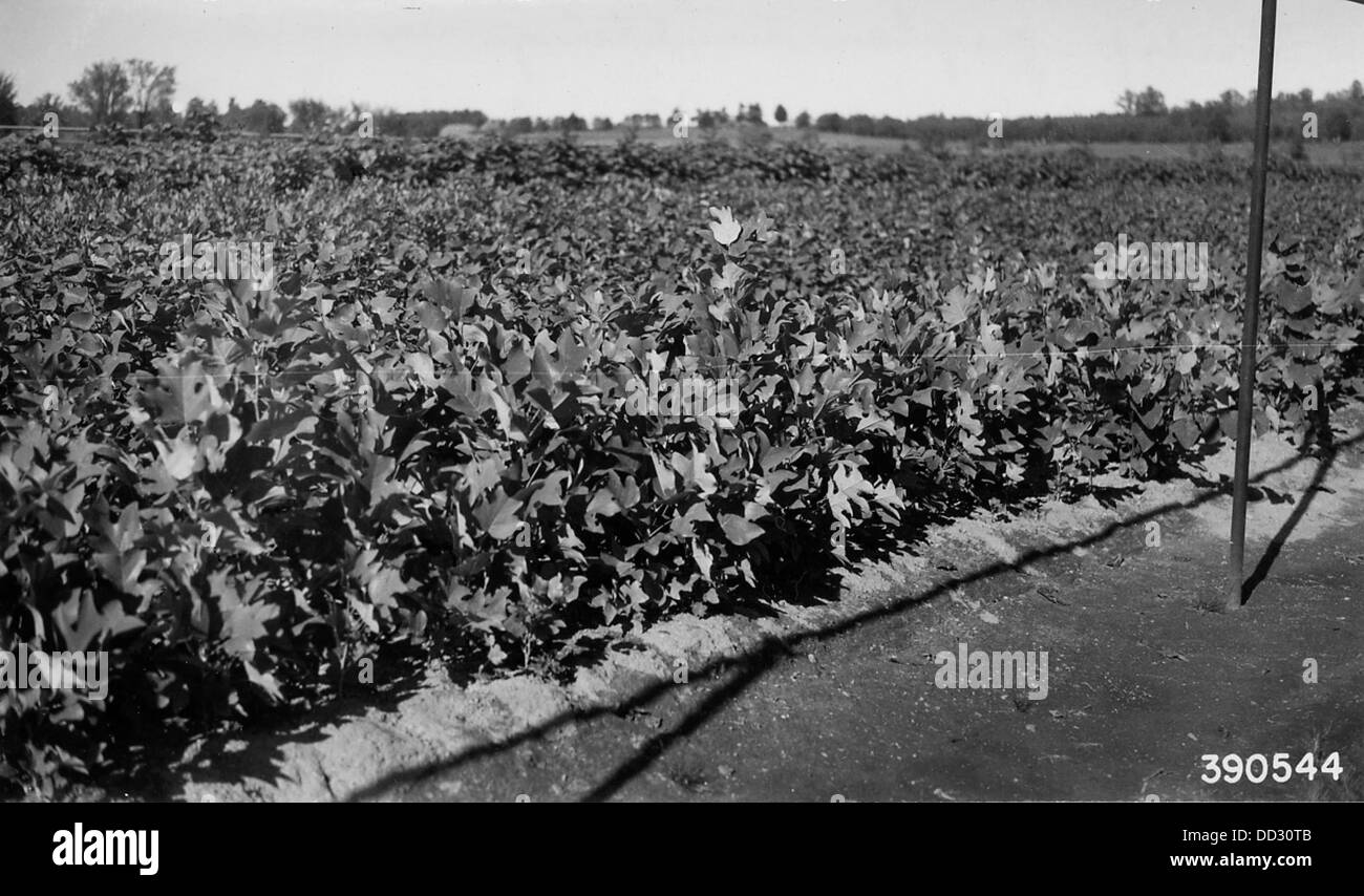 Le piantine di pioppo tulipani sono mostrate in questa immagine, evidenziando la fase iniziale di crescita di questo albero nativo del Nord America noto per i suoi grandi fiori e la rapida crescita. Foto Stock