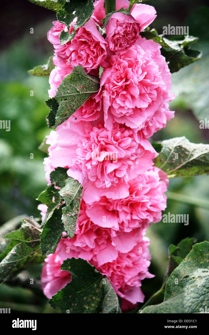 Hollyhock (Double Special) Foto Stock