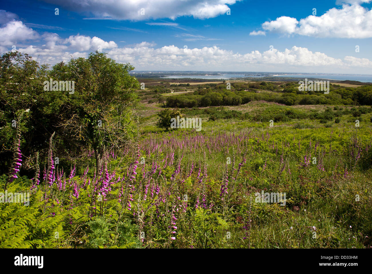 Guardando oltre Godlingstone Heath verso il porto di Poole nel Dorset, England, Regno Unito Foto Stock