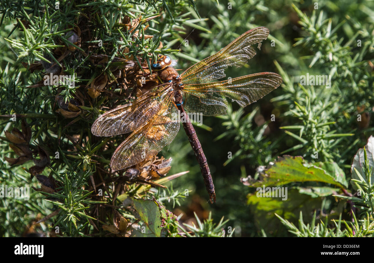 Brown hawker dragonfly appoggiata su di un ramo di ginestre Foto Stock