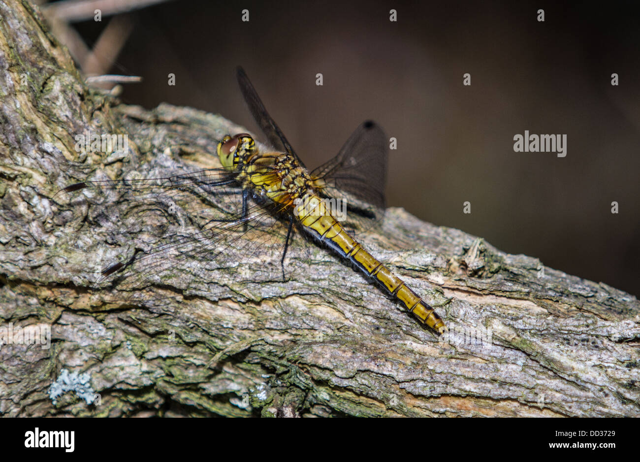 Oscurati foderato dragonfly skimmer in appoggio su di un ramo Foto Stock
