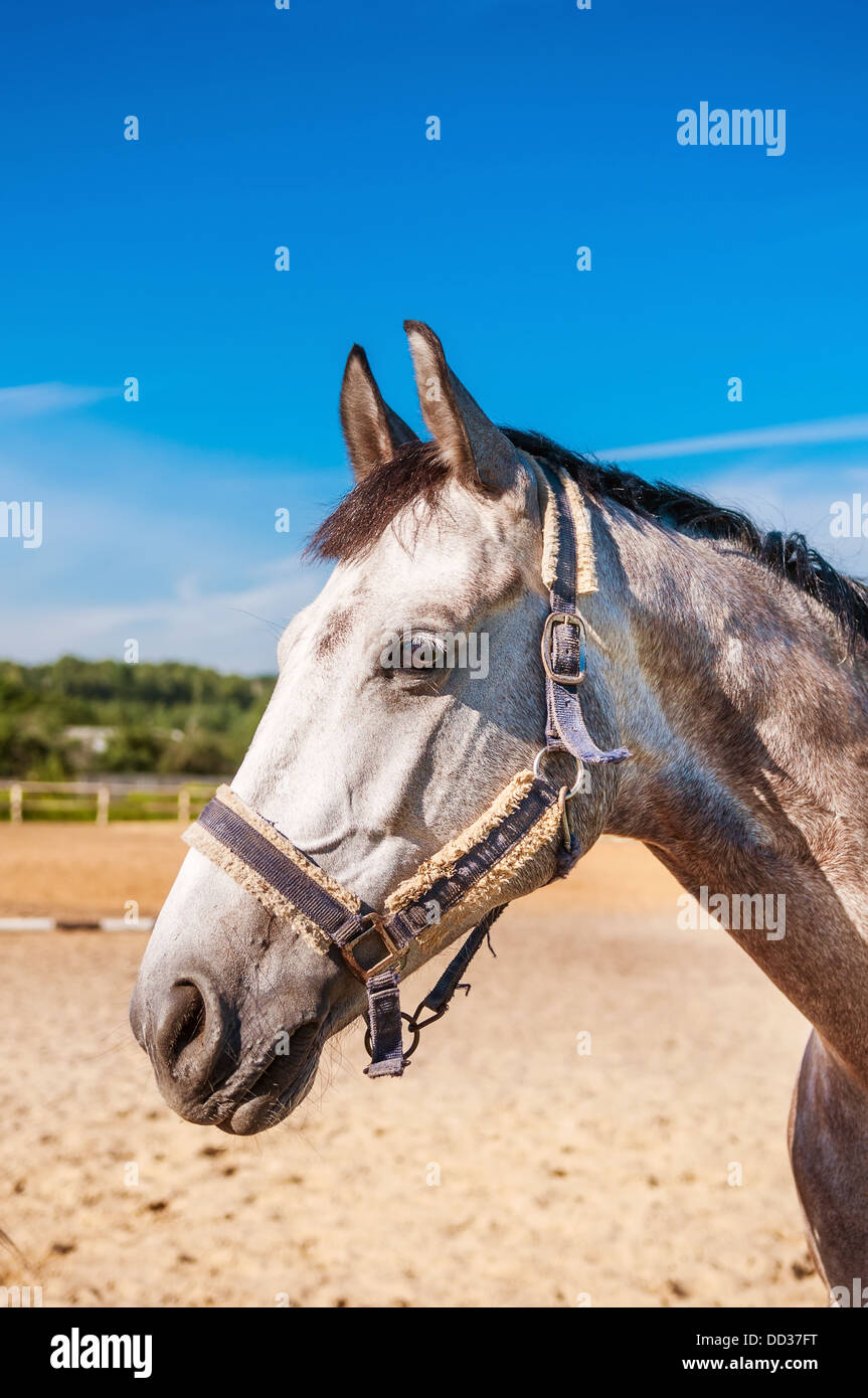 Colline punteggiano-cavallo grigio Foto Stock