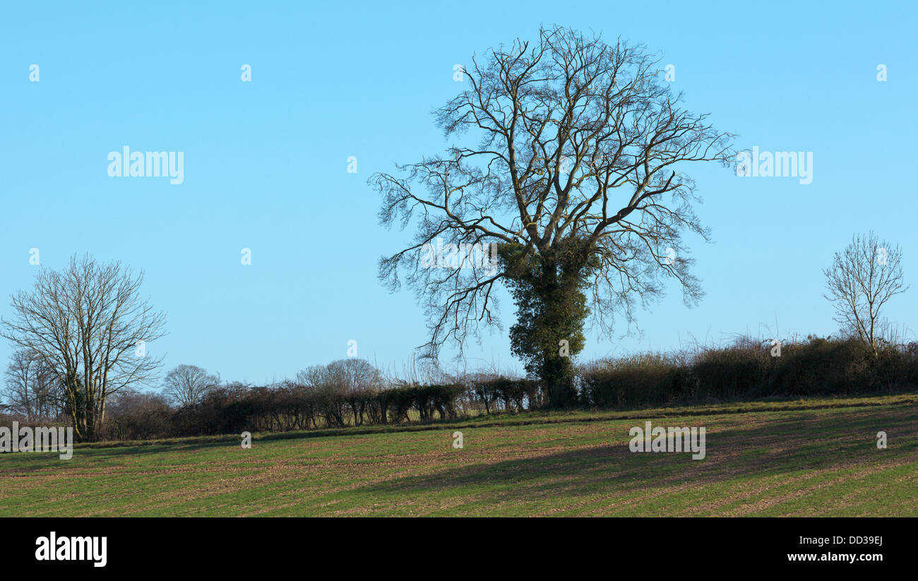 Lone sfrondato faggio in una fattoria hedge sotto una molla blu cielo Foto Stock