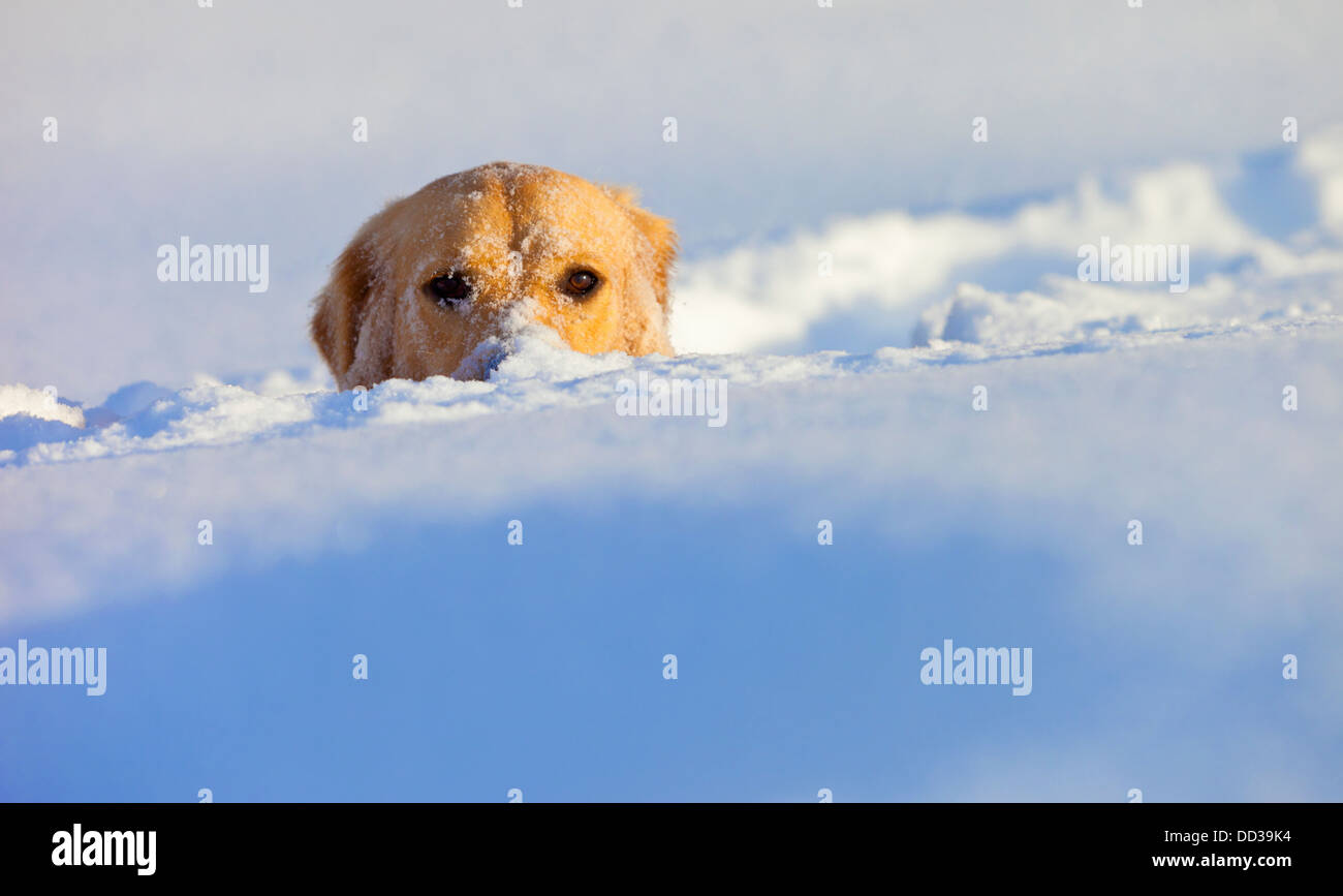 Un cane sepolto nella neve con la sua testa che spuntavano; Spruce Grove, Alberta, Canada Foto Stock