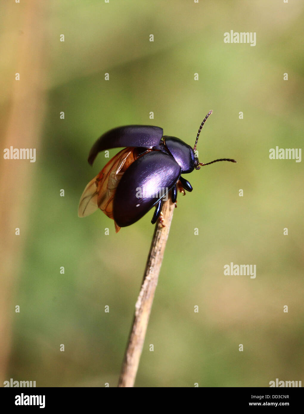 Menta blu Beetle (Chrysolina coerulans) prendendo il largo in volo Foto Stock