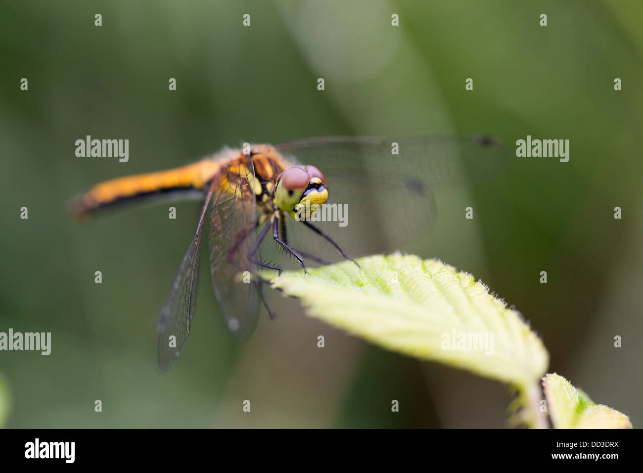 Nero Darter Dragonfly; Sympetrum danae; femmina; Cornovaglia; Regno Unito Foto Stock