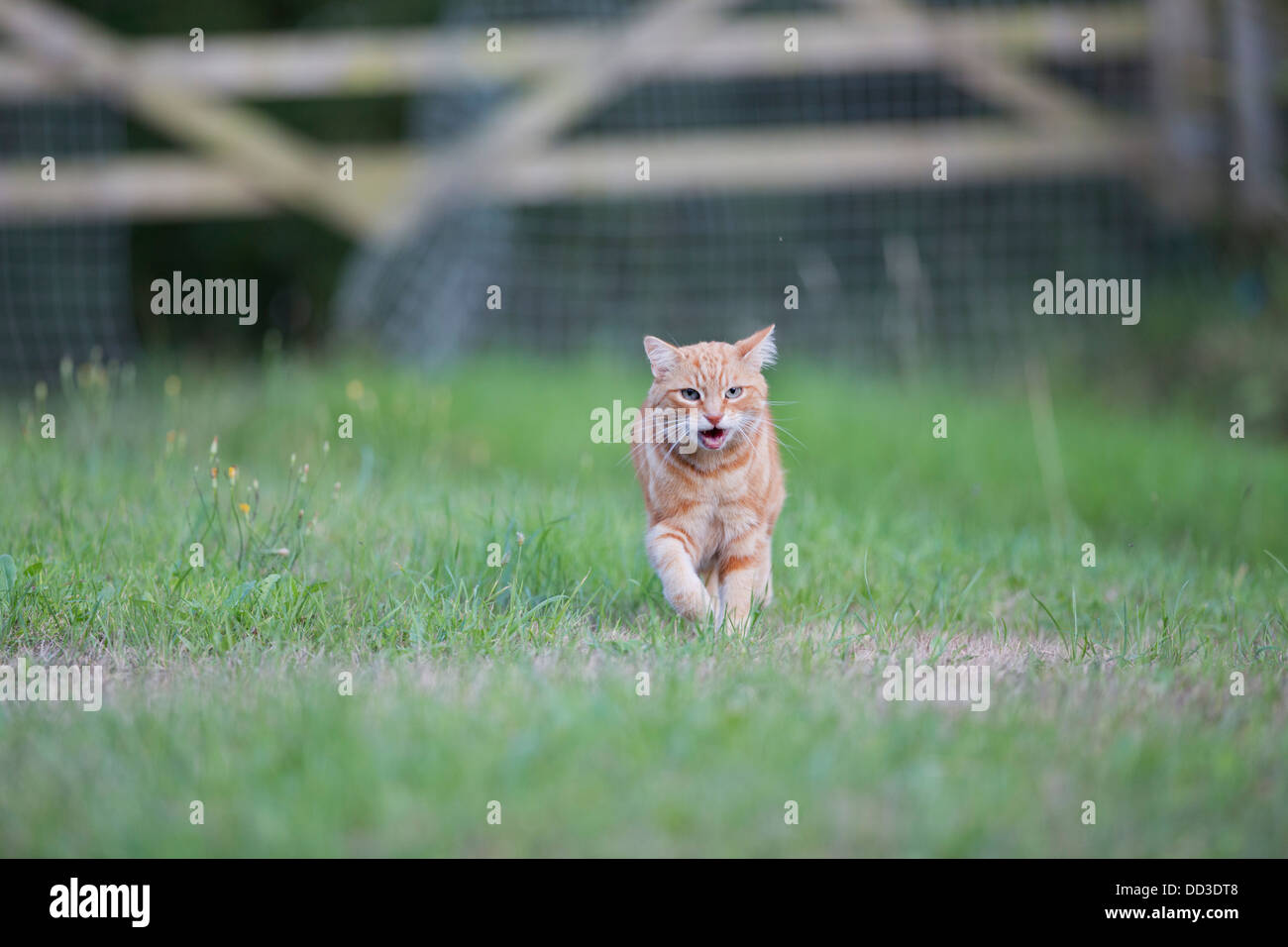 Gatto sul prowl; Regno Unito Foto Stock