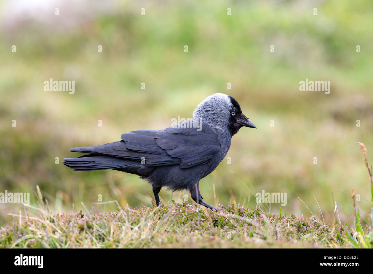La cornacchia; Corvus monedula; Regno Unito Foto Stock