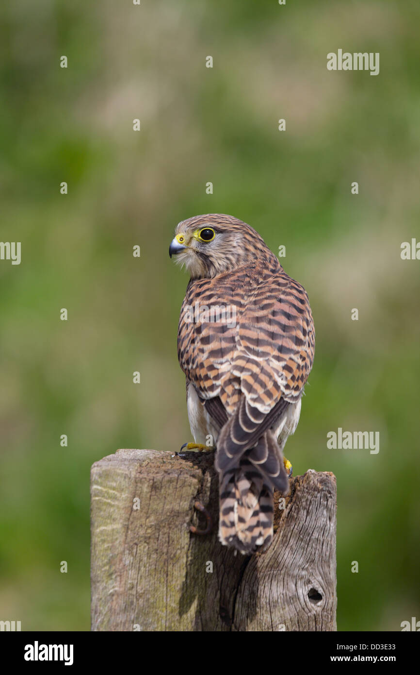 Il gheppio; Falco tinnunculus; femmina; Regno Unito Foto Stock