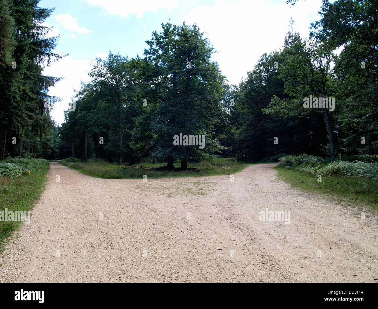 Pista forestale che si divide in due, New Forest, Hampshire, Regno Unito 2013 Foto Stock