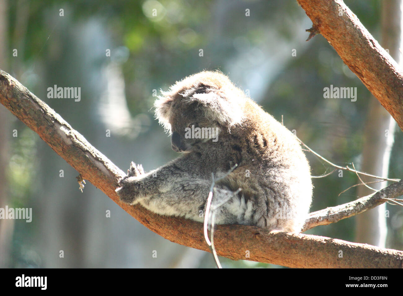 Animali, Tiere, Natur, Natura Foto Stock