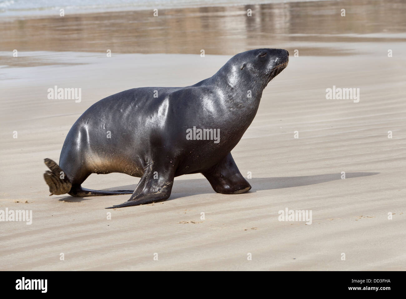 Nuova Zelanda Sea Lion -Phocarctos hooken -, Cannibal bay, Isola del Sud, Nuova Zelanda Foto Stock