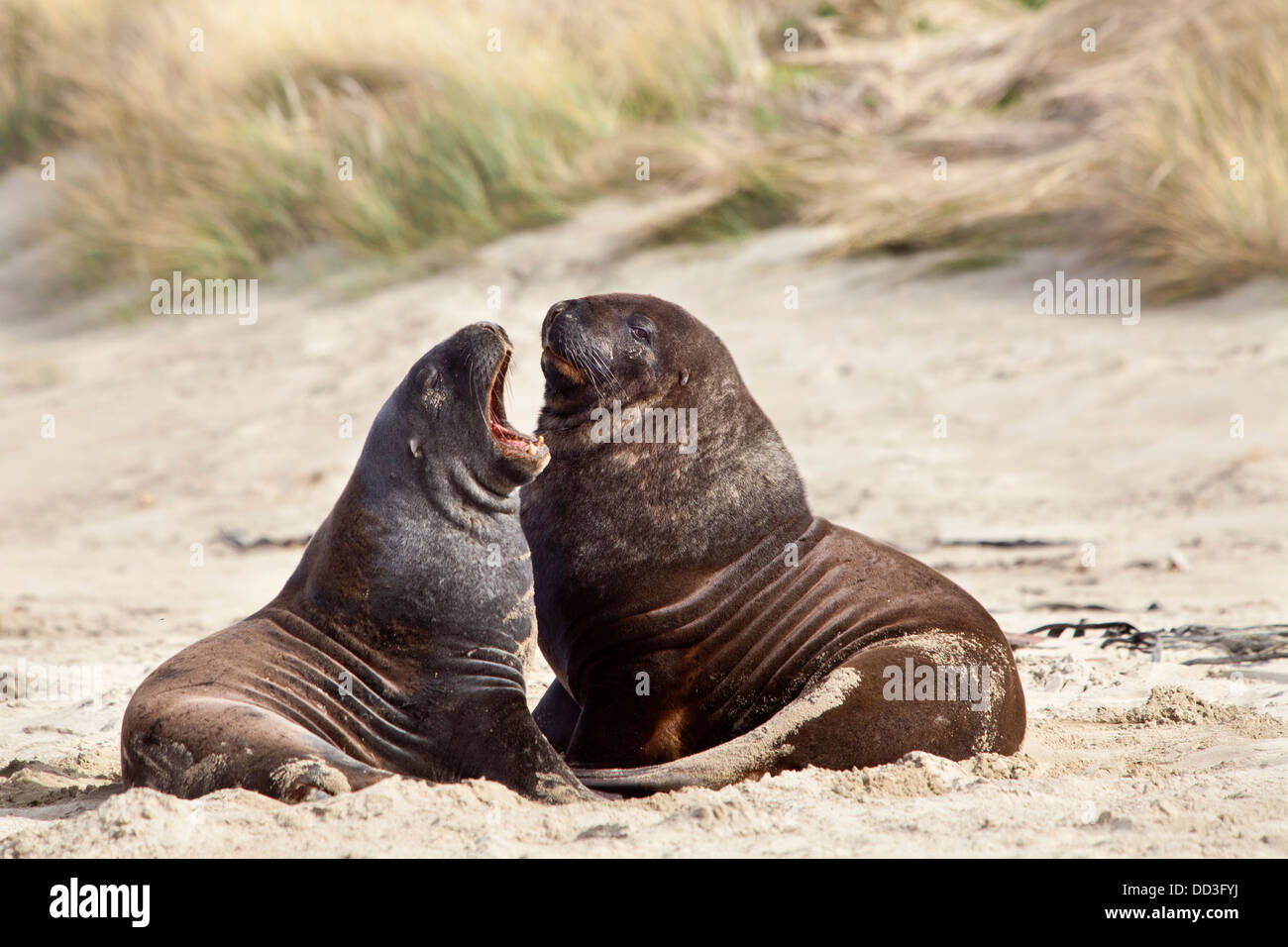 Nuova Zelanda Sea Lion -Phocarctos hooken -, Cannibal bay, Isola del Sud, Nuova Zelanda Foto Stock