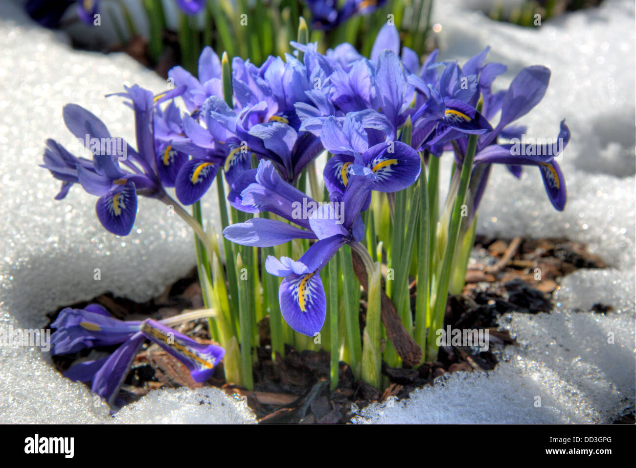 Iris reticulata Foto Stock