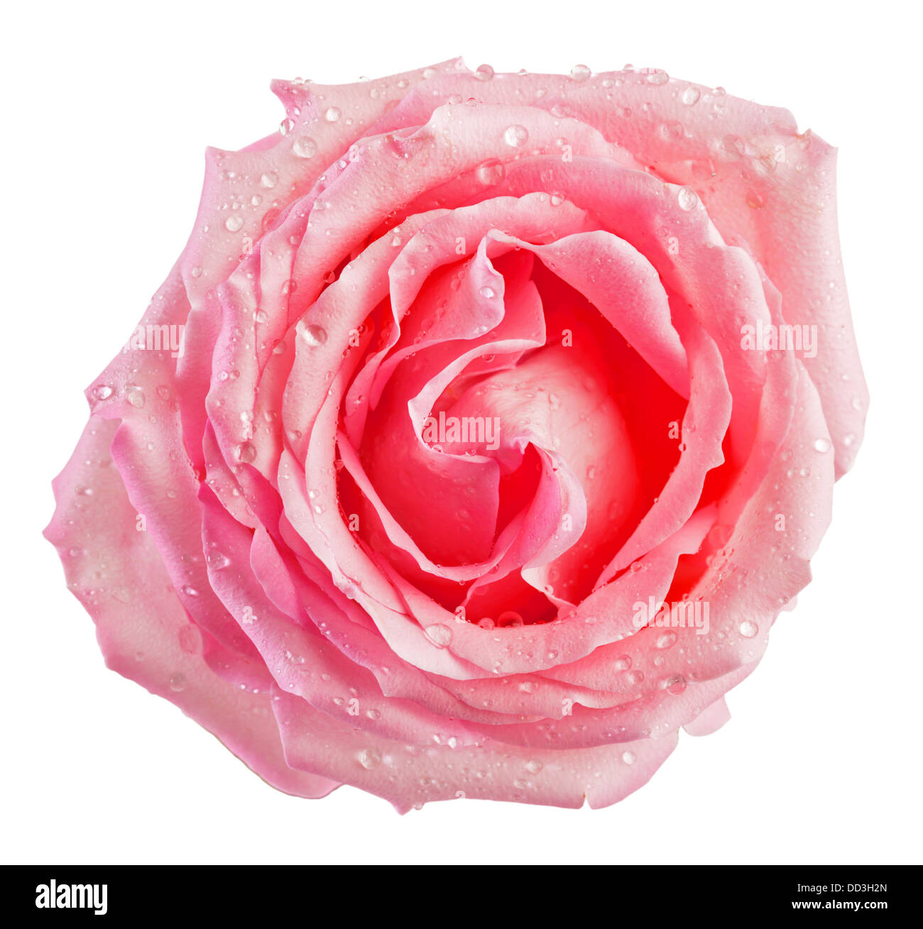 Rosa bocciolo di rosa vista dall'alto isolato su bianco Foto Stock
